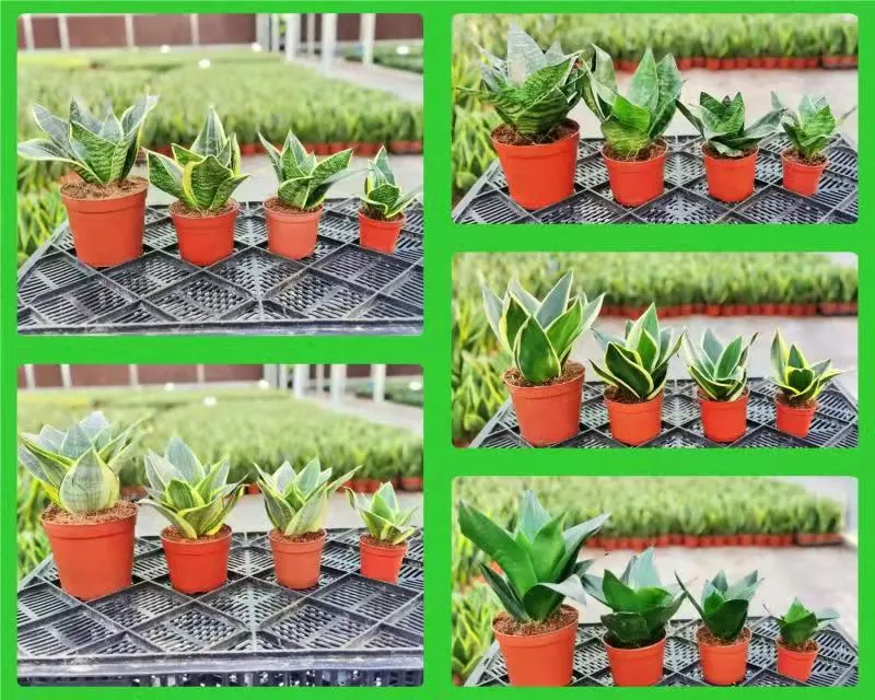 Dwarf Laurentii Small Sansevieria Snake Plant Live Plant