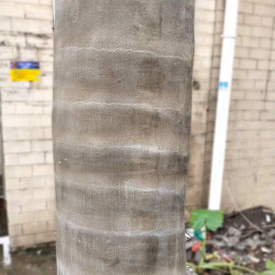 Grands cocotiers artificiels extérieurs en fibre de verre pour l'aménagement paysager