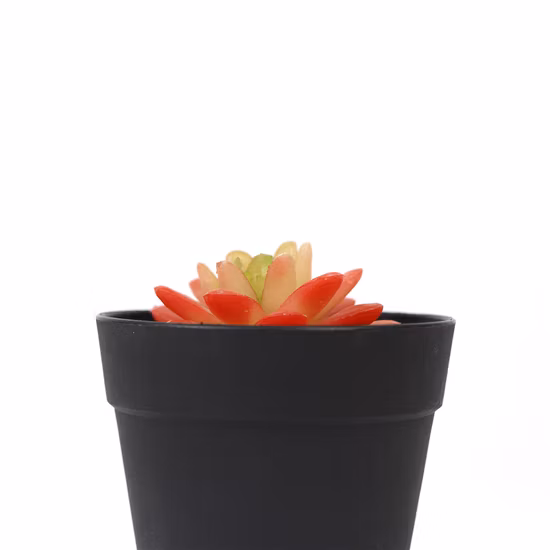 Décoration de bureau de haute qualité Plantes succulentes d'intérieur Real Touch pour table basse
