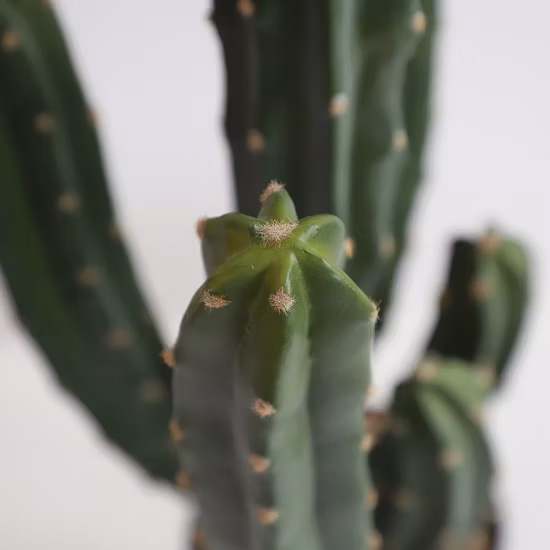 En gros Mini Export Cactus Plante Décorative D'intérieur En Plastique Cactus Vert Rare En Pot Artificiel Cactus Arbre Bonsaïs