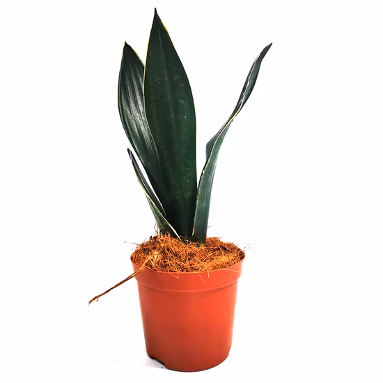 Sansevieria Superba Laurantii Compacta plante ornementale serpent plante plante vivante bonsaï pour la décoration de la maison