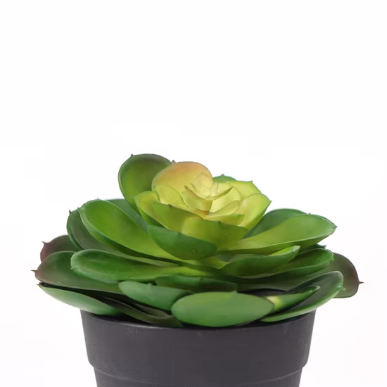 Vente en gros de plantes naturelles décoratives de bureau écologiques succulentes pour l'intérieur