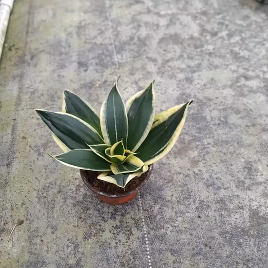 Petite plante de serpent Sansevieria Hahnii
