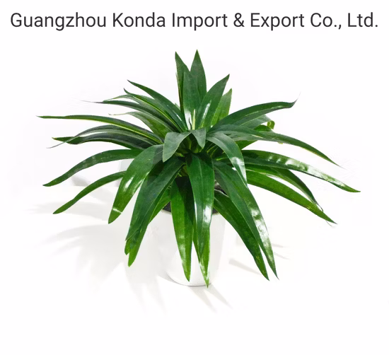 Vente en gros de petites plantes artificielles de haute qualité Mini Bonsaï pour la décoration